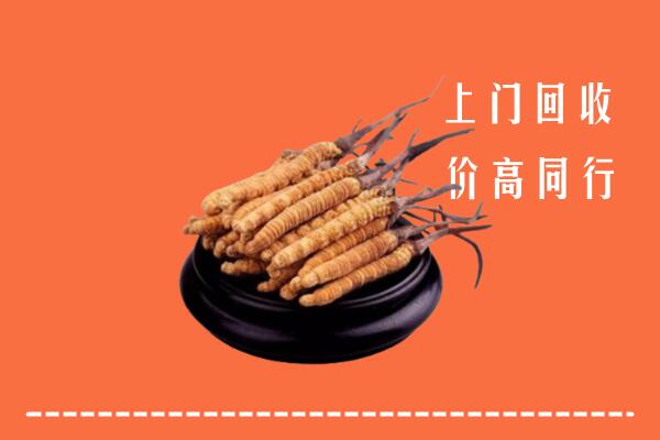 收购行情：芜湖市冬虫夏草回收多少钱每克